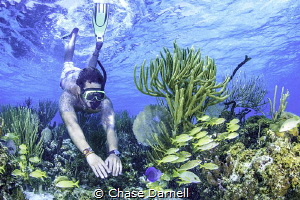 "Dropping In" 
Snorkeler explores a vibrant reef in the ... by Chase Darnell 
